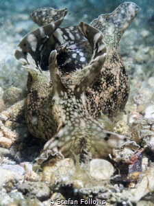Softly Softly. Sea Hare - Aplysia parvula. Chaloklum, Gul... by Stefan Follows 